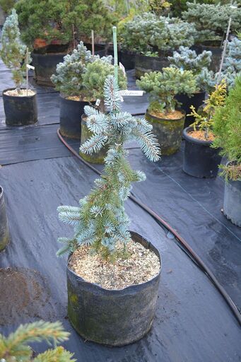 コロラドトウヒ（Picea Pungens）グラウカペンデュラ　60ｃｍ
