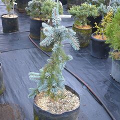 コロラドトウヒ（Picea Pungens）グラウカペンデュラ 60cm