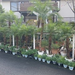 中央グリーン　観葉植物　植木市　週末販売