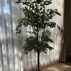 IKEA 観葉植物 11月18日まで