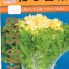 花芯白菜の苗　４株　１００円