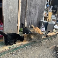 保護猫の餌のご協力をお願いいたします。