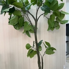 【譲り先決定】観葉植物　造花　フェイクグリーン