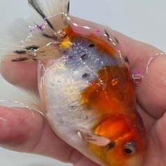 東錦　深見産　鈴木系　金魚　キンギョ