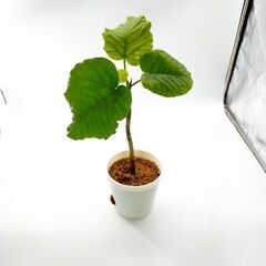 ウンベラータ　40～60cm 観葉植物　プレゼント