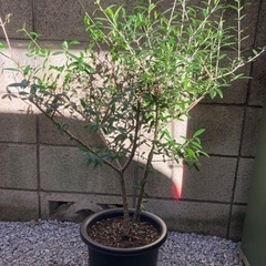 オリーブの木　8号鉢　観葉植物　