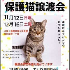 保護猫譲渡会・TNR相談会in静岡市葵区の画像