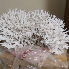 【取引終了】【整理のため，値下げしました】白珊瑚原木　サンゴ