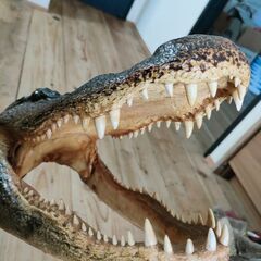 ワニの頭の剥製