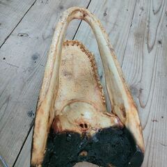 ワニの頭の剥製