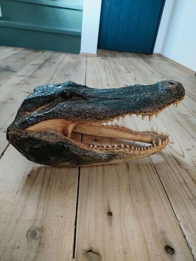 ワニの頭の剥製