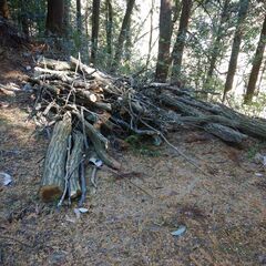 マキ　薪　神社の倒木です。落葉広葉樹です。薪ストーブや焚火にいか...
