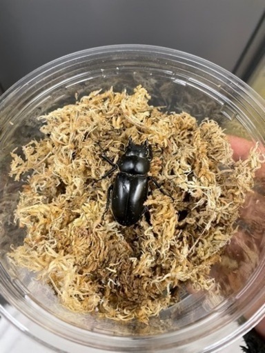 ウエストウッディ メス単 クワガタ