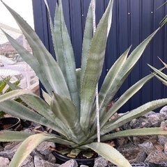アガベ　アオノリュウゼツラン