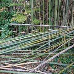 【終了】伐採竹