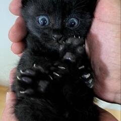 黒猫の赤ちゃん【候補者決定】 - 倉敷市