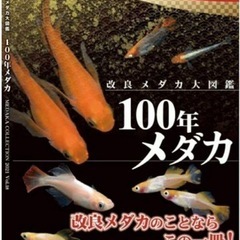 ☀️100年メダカ　改良メダカ大図鑑　2021