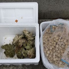 最終値下げ決定！格安オーバーフロー熱帯魚水槽（海水魚飼育）