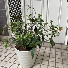 キノミセンリョウ？　植木鉢ごと