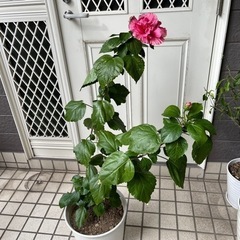 ハイビスカス？芙蓉系　植木鉢ごとお譲りします