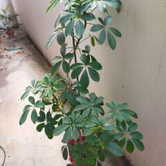 カポック　観葉植物