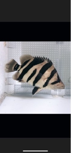 ダトニオリアルバンドシミあり