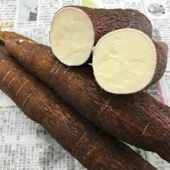 キャッサバ　Cassava　Mandioca