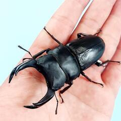 能勢SR血統　オオクワガタ　♂️85.6㍉　90.1㍉同腹　◎配送可◎