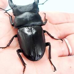 能勢SR血統　オオクワガタ　♂️85.6㍉　90.1㍉同腹　◎配送可◎