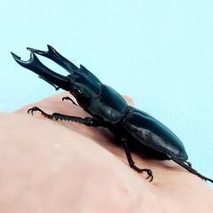 能勢SR血統　オオクワガタ　♂️85.6㍉　90.1㍉同腹　◎配送可◎