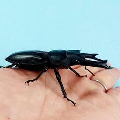 能勢SR血統　オオクワガタ　♂️85.6㍉　90.1㍉同腹　◎配送可◎