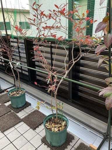 ブルーベリー大苗 （サザンハイブッシュ系）2本セット