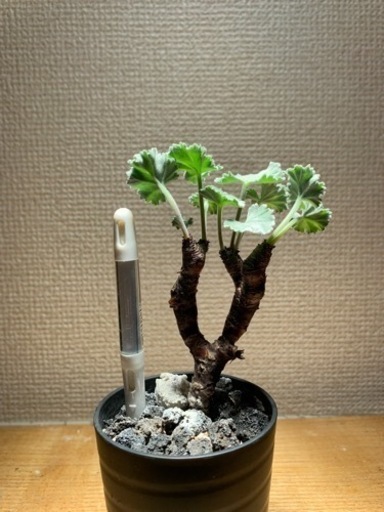 期間限定値下げ　塊根植物　ペラルゴニウム・ミラビレ