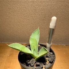 期間限定値下げ　アガベ　チタノタ　実生　多肉植物　塊根植物