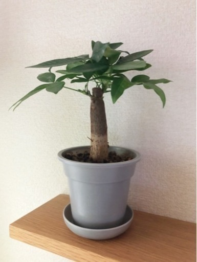 観葉植物　パキラ(25)　26cm　グレーカラーの3.5号の鉢と受け皿付き