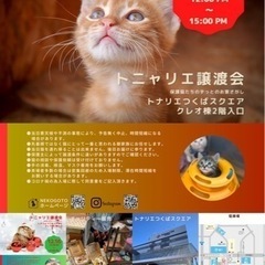 猫ちゃんのトニャリエ譲渡会★開催のお知らせ