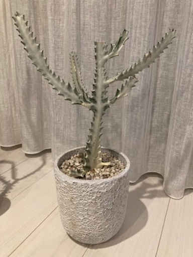 観葉植物ホワイトゴースト