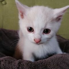 【募集停止】保護猫ちゃんの里親になってくれる方。大切に育ててくれる方。