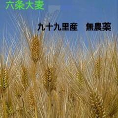 2023年度産の大麦/種１kg/緑肥