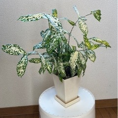 観葉植物🪴 決まりました!!