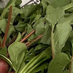 紅三太郎 大根 大根の葉 食品 食材 野菜