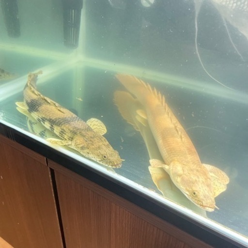 熱帯魚endlekery