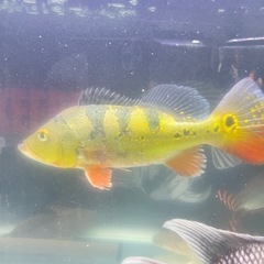 熱帯魚peacock bass