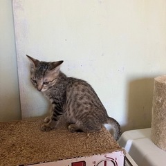 [受け付け停止]生後2か月、シマシマ兄妹麦わら♀カエデ🛩️ - 猫