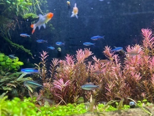 【熱帯魚】【アクアリウム】約16,000円相当　小型魚売ります