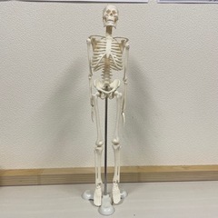 人骨模型