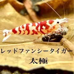 《Joushu.shrimp》レッド ファンシータイガー 太極 ...