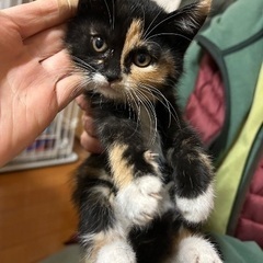 生後1ヶ月　女の子　可愛い子猫の画像