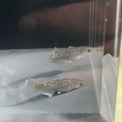 現物出品 フロマージュ 1ペア 種親候補もっとヒレ伸びます！