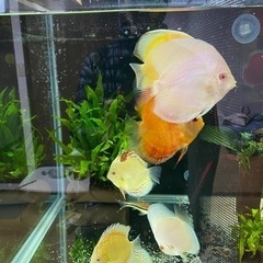 ディスカス　5匹　セット　